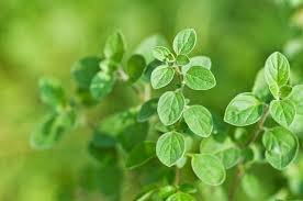 Image result for Oregano