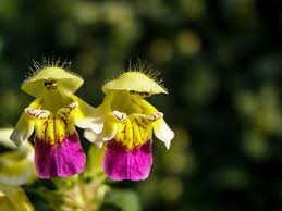 Attēlu rezultāti vaicājumam “Galeopsis speciosa flower”
