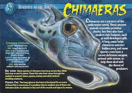 Image result for Callorhinchus capensis