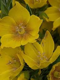 Attēlu rezultāti vaicājumam “Lysimachia punctata”