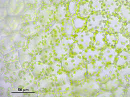 Attēlu rezultāti vaicājumam “Blasia pusilla”