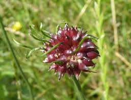 Attēlu rezultāti vaicājumam “Allium oleraceum flower”