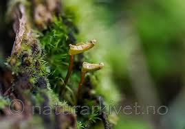 Attēlu rezultāti vaicājumam “Buxbaumia viridis”