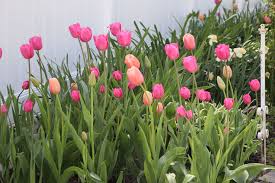 Attēlu rezultāti vaicājumam “Tulipa gesneriana”