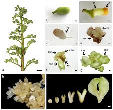 Attēlu rezultāti vaicājumam “Aesculus x hybrida bud”