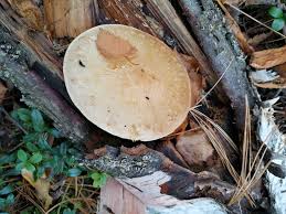 Attēlu rezultāti vaicājumam “Pholiota heteroclita”