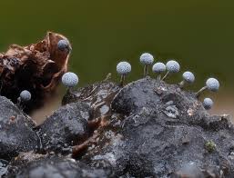 Attēlu rezultāti vaicājumam “Physarum, Nannengaella sp.”