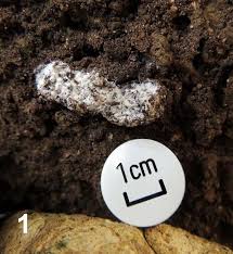 Attēlu rezultāti vaicājumam “Fuligo candida”