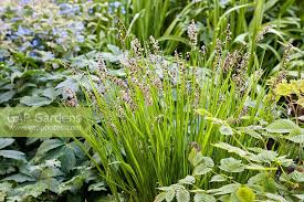 Attēlu rezultāti vaicājumam “Melica nutans flower”