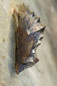 Attēlu rezultāti vaicājumam “Araschnia levana larva”