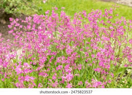 Attēlu rezultāti vaicājumam “Silene viscaria bud”