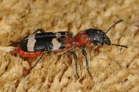 Attēlu rezultāti vaicājumam “Thanasimus formicarius”