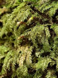 Attēlu rezultāti vaicājumam “Oxyrrhynchium hians var. rigidum macro”