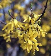 Attēlu rezultāti vaicājumam “Forsythia intermedia flower”