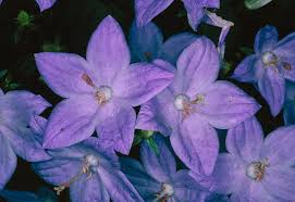 Image result for Campanula isophylla