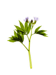 Attēlu rezultāti vaicājumam “Cardamine amara flower”