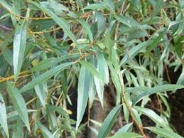 Attēlu rezultāti vaicājumam “Salix alba var. alba”