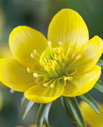 Attēlu rezultāti vaicājumam “Eranthis hyemalis flower”