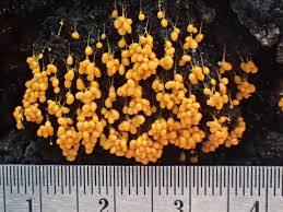 Attēlu rezultāti vaicājumam “Badhamia utricularis spores”