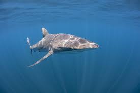 Image result for Carcharhinus falciformis