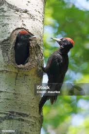 Attēlu rezultāti vaicājumam “Dryocopus martius nest”