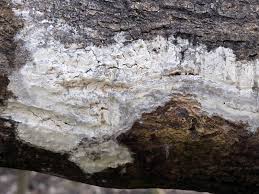 Attēlu rezultāti vaicājumam “Athelia arachnoidea”