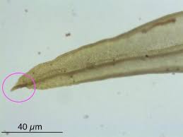 Attēlu rezultāti vaicājumam “Orthotrichum speciosum sporophyte”