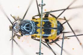 Attēlu rezultāti vaicājumam “Pterostichus aethiops”