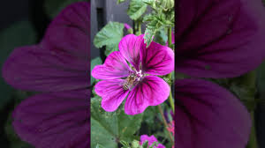 Image result for Malva sylvestris var. mauritiana