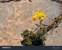 Attēlu rezultāti vaicājumam “Senecio vernalis flower”