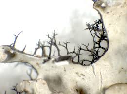 Attēlu rezultāti vaicājumam “Hypotrachyna sp.”