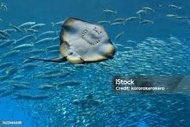 Image result for Bathytoshia brevicaudata