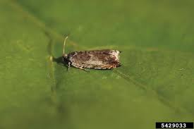 Attēlu rezultāti vaicājumam “Ancylis laetana”