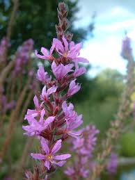 Attēlu rezultāti vaicājumam “Lythrum salicaria leaf”