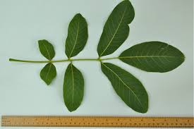 Attēlu rezultāti vaicājumam “Juglans x sinensis leaf”
