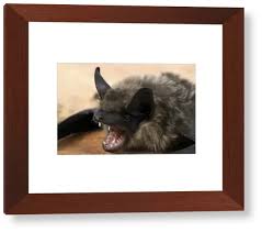 Attēlu rezultāti vaicājumam “Eptesicus serotinus”