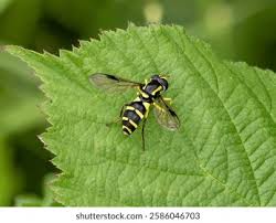 Attēlu rezultāti vaicājumam “Xanthogramma sp.”