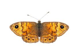 Attēlu rezultāti vaicājumam “Lasiommata megera”