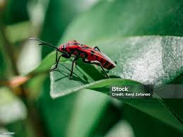 Attēlu rezultāti vaicājumam “Lygaeidae”