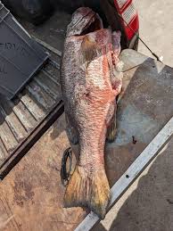 Image result for Lutjanus cyanopterus