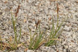Attēlu rezultāti vaicājumam “Carex hirta female flower”