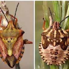 Attēlu rezultāti vaicājumam “Carpocoris sp. nymph”