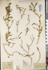 Attēlu rezultāti vaicājumam “Corispermum hyssopifolium”