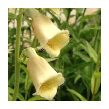 Image result for Digitalis lutea