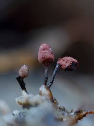 Attēlu rezultāti vaicājumam “Stemonitopsis aequalis var. microspora macro”