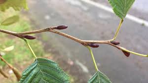 Attēlu rezultāti vaicājumam “Alnus incana bud”