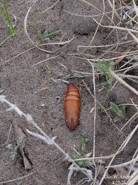Attēlu rezultāti vaicājumam “Sphingidae”