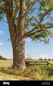 Attēlu rezultāti vaicājumam “Populus x canescens leaf”