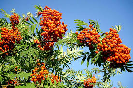 Attēlu rezultāti vaicājumam “Sorbus aucuparia”