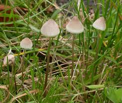 Attēlu rezultāti vaicājumam “Mycena”